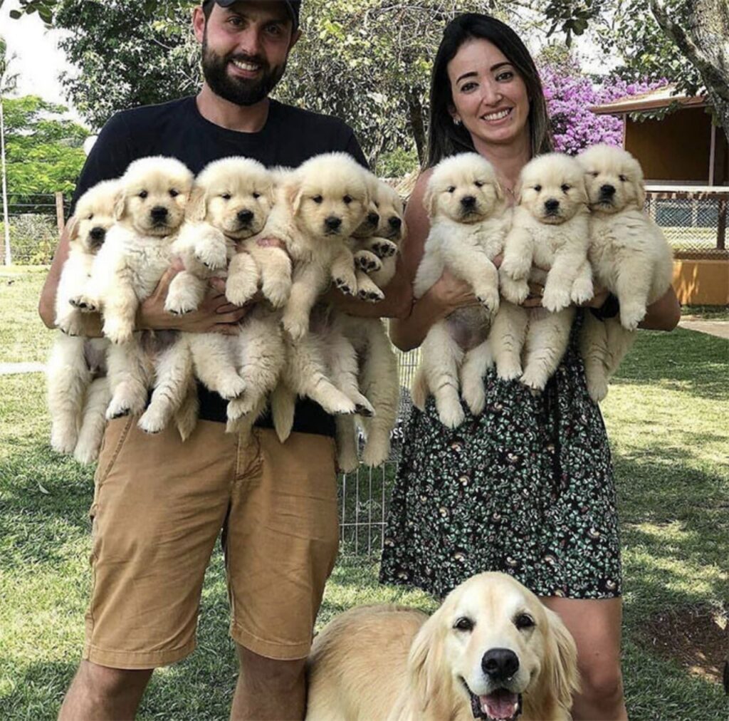 Foto di una famiglia di cani