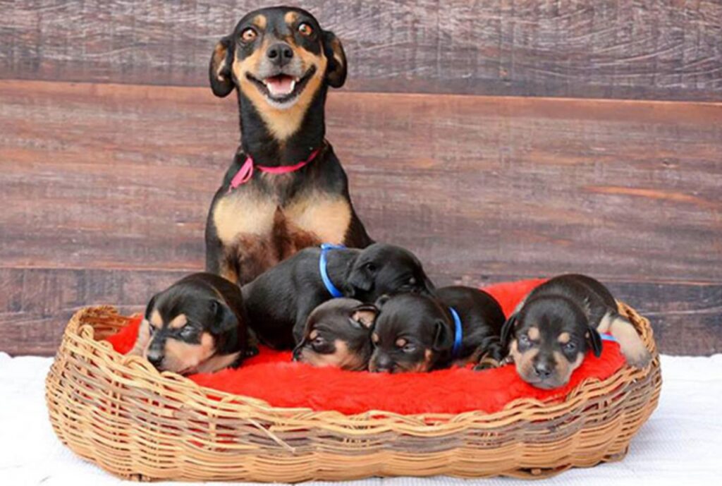 Foto di una famiglia di cani