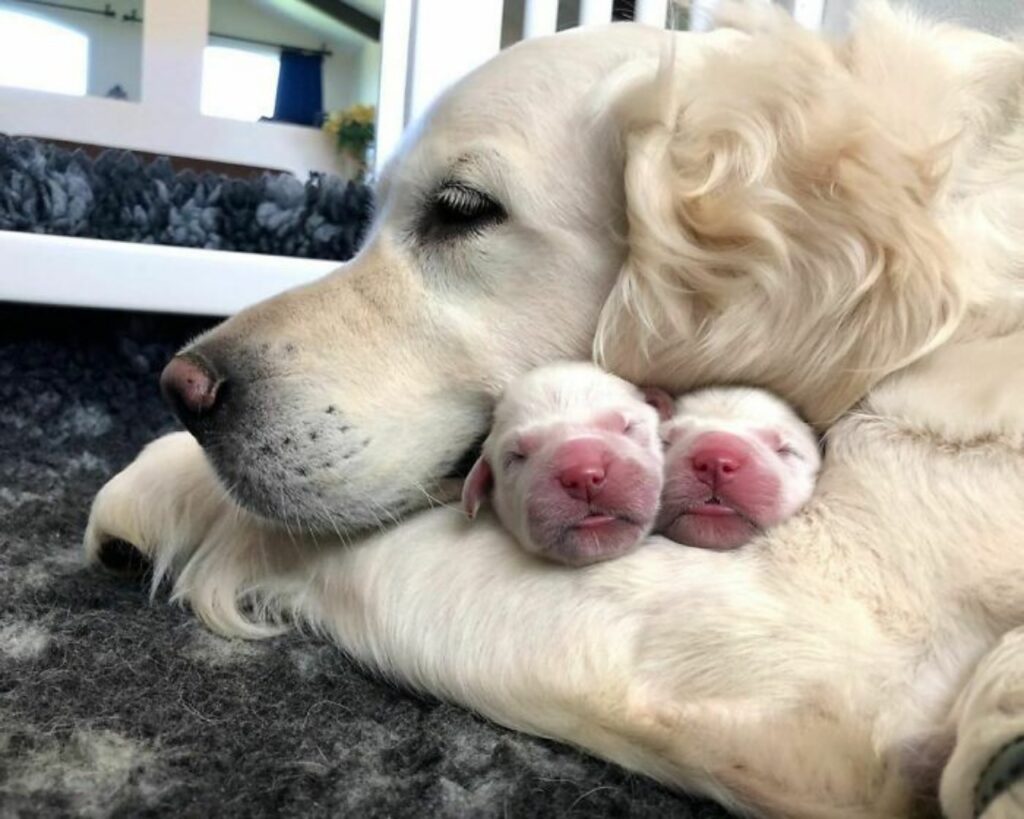 Foto di una famiglia di cani
