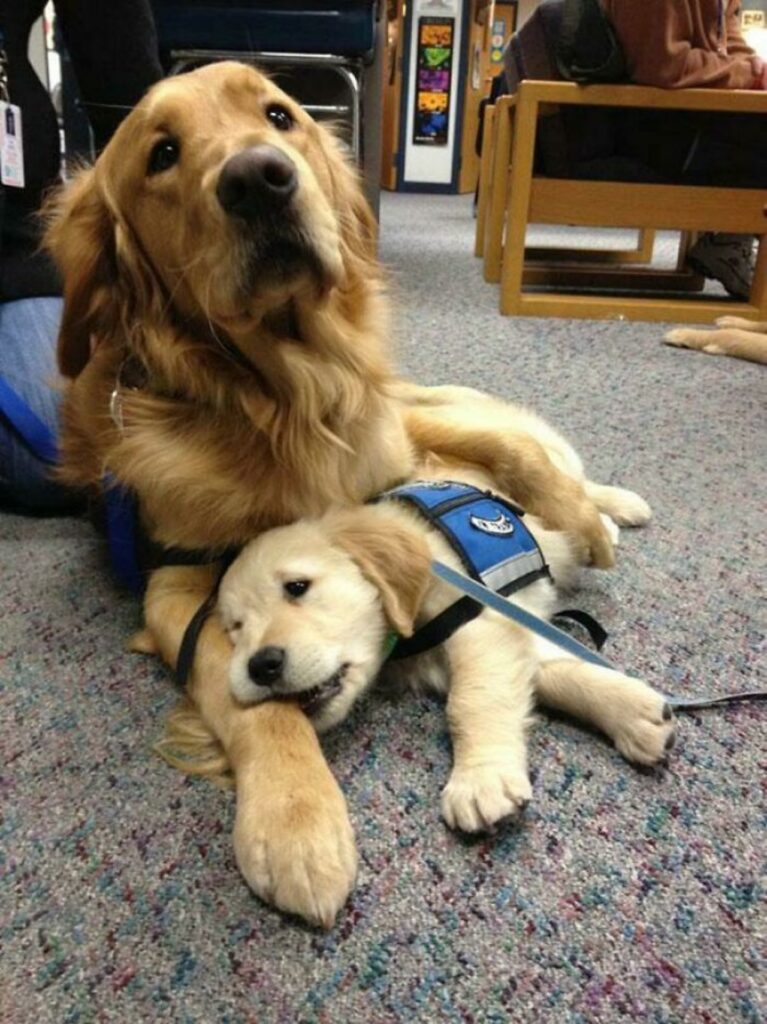 Foto di una famiglia di cani