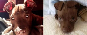 cucciolo abbandonato