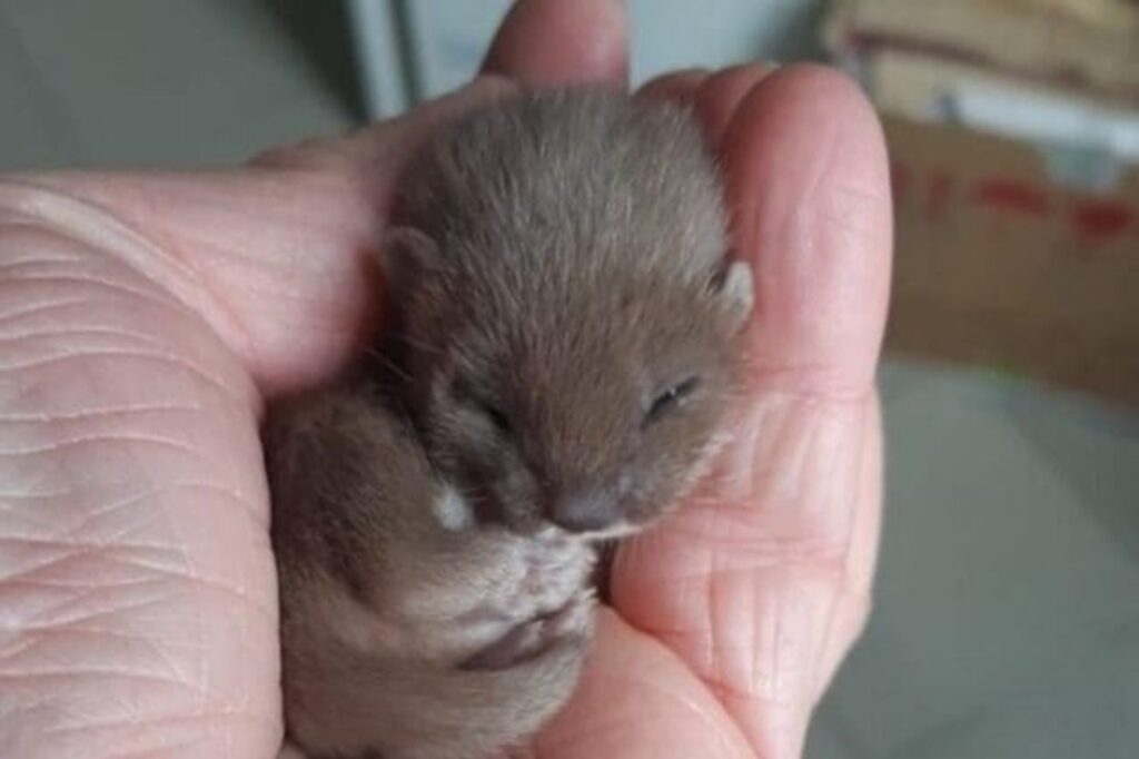 cucciolo di donnola più piccolo del mondo