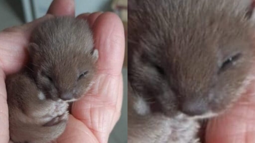 cucciolo di donnola più piccolo del mondo