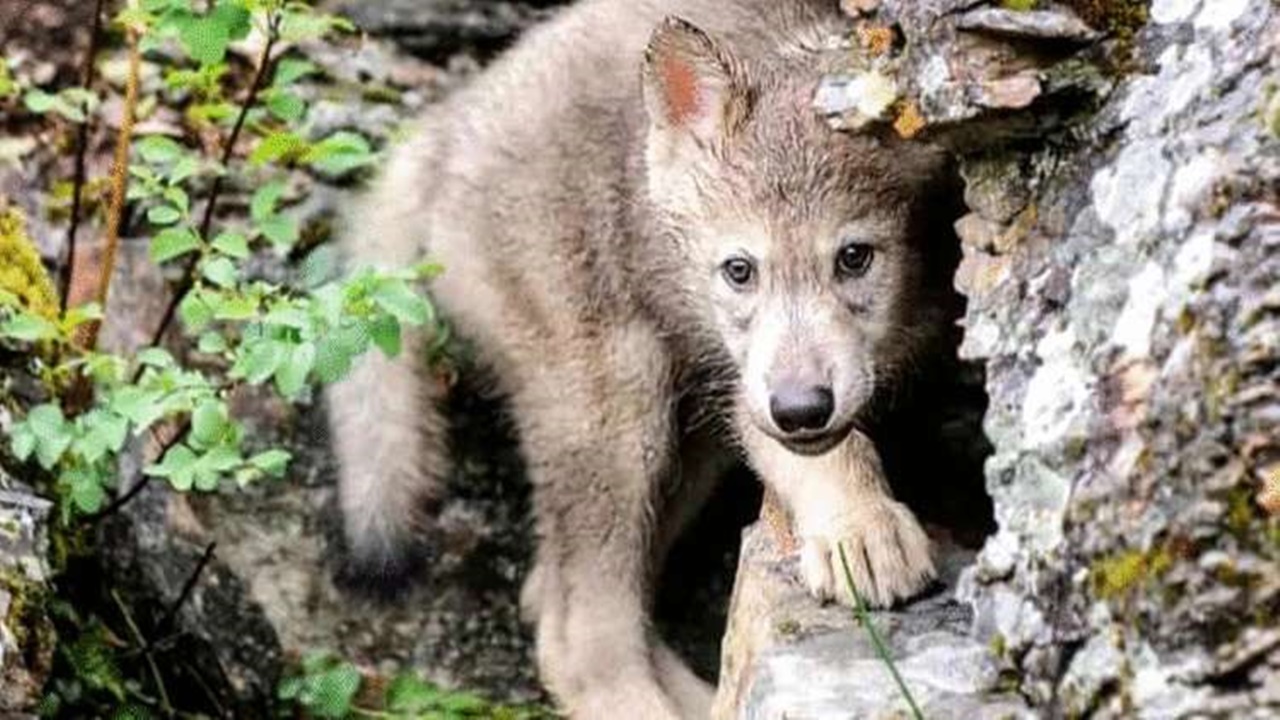 cucciolo di lupo paura