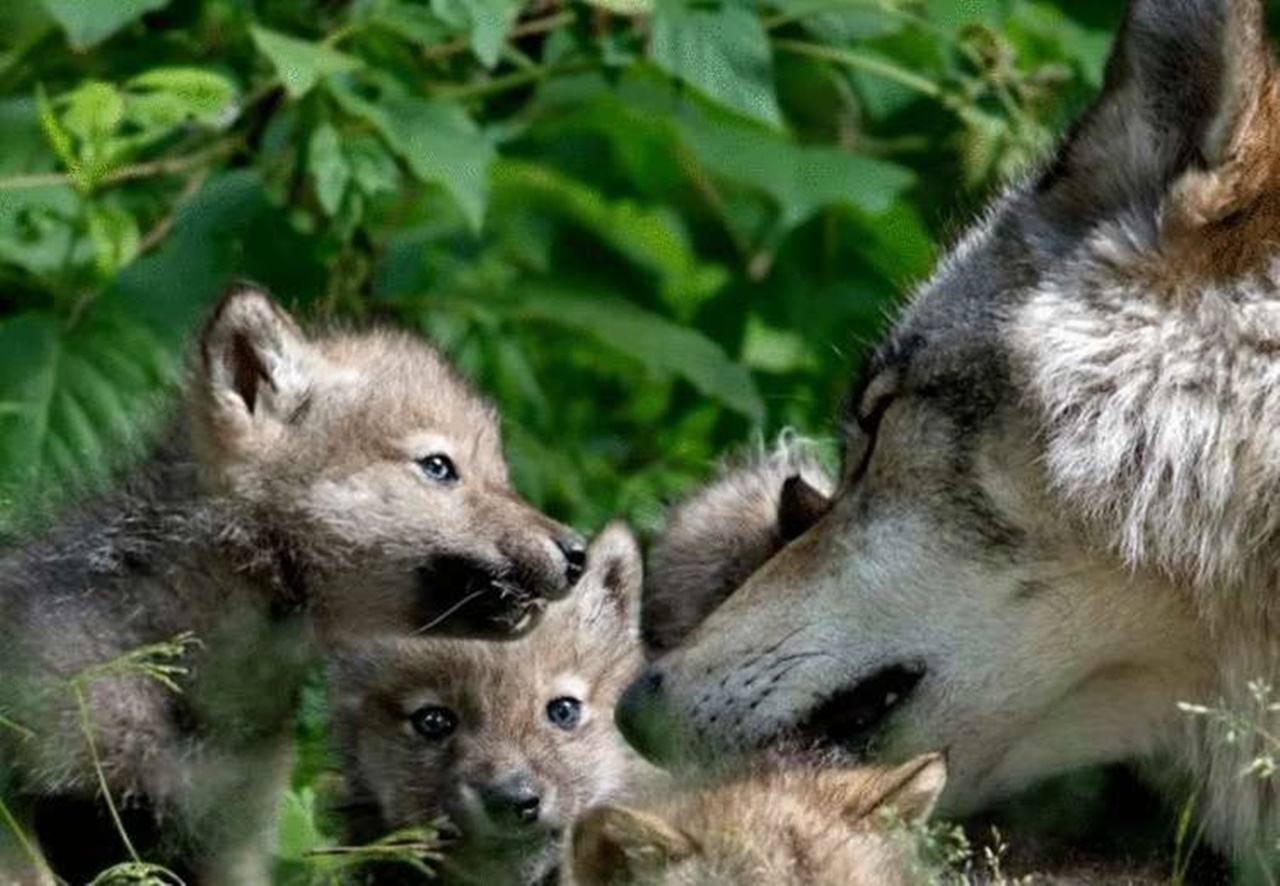 cucciolo di lupo figli