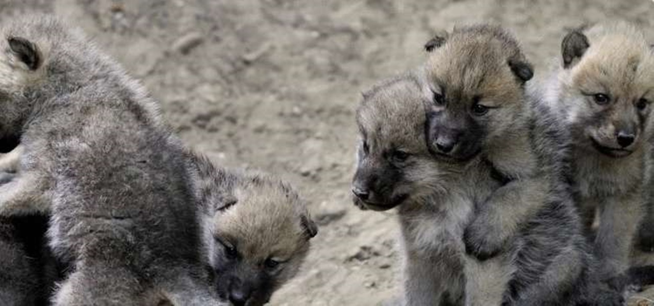 cucciolo di lupo ritrovo