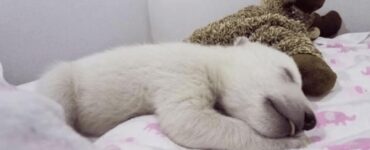 cucciolo di orso polare peluche