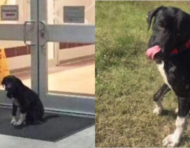 cucciolo si apposta fuori una scuola elementare