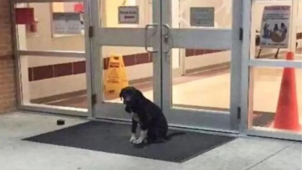 cucciolo si apposta fuori una scuola elementare