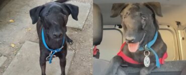 cane con deformità facciale