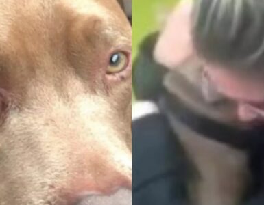 donna percorre 1000km per recuperare il cane perduto