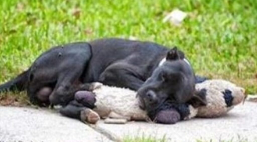 randagio dorme con un peluche