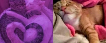 dose giornaliera di tenerezza: i gatti più dolci del web