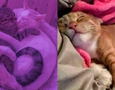dose giornaliera di tenerezza: i gatti più dolci del web