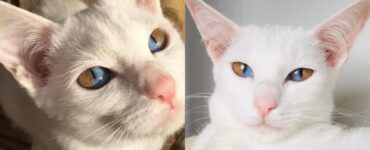 gatto con eterocromia