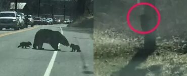 famiglia di orsi che attraversa la strada
