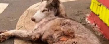 Husky