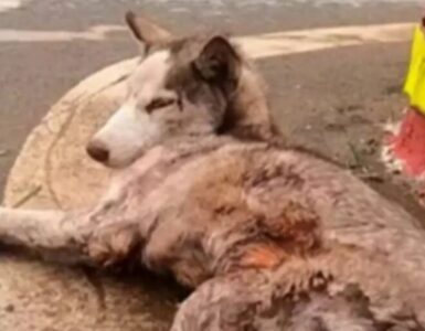 Husky