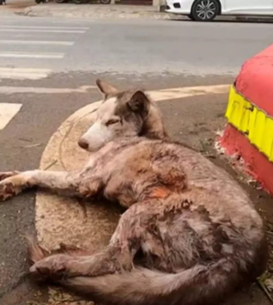 husky in fin di vita