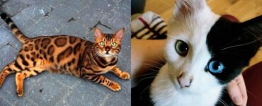 gatto dal pelo particolare