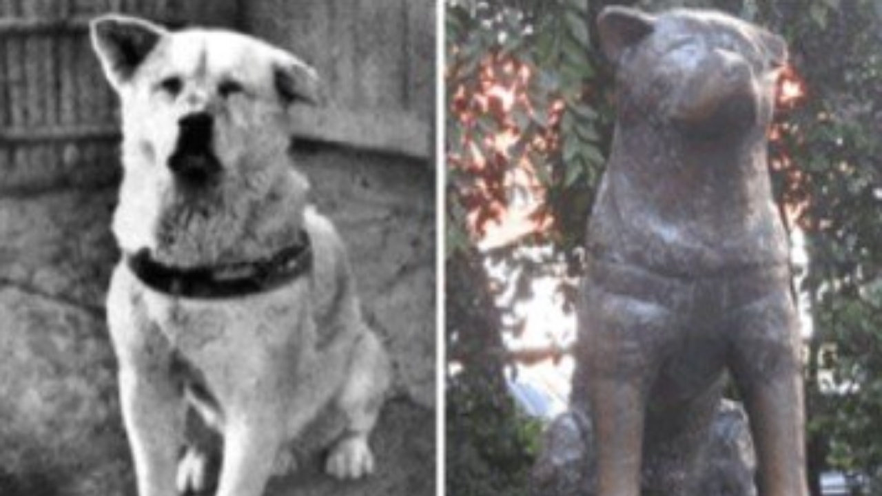 Le foto reali di Hachiko ed i monumenti eretti in suo onore