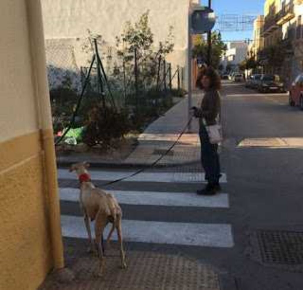 levriero che cerca i suoi cuccioli