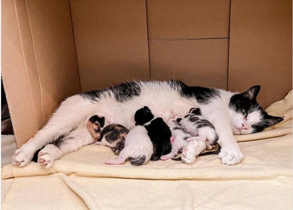 Gatta riesce a partorire in un luogo sicuro