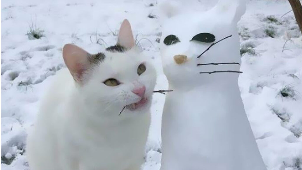 gatti neve 
