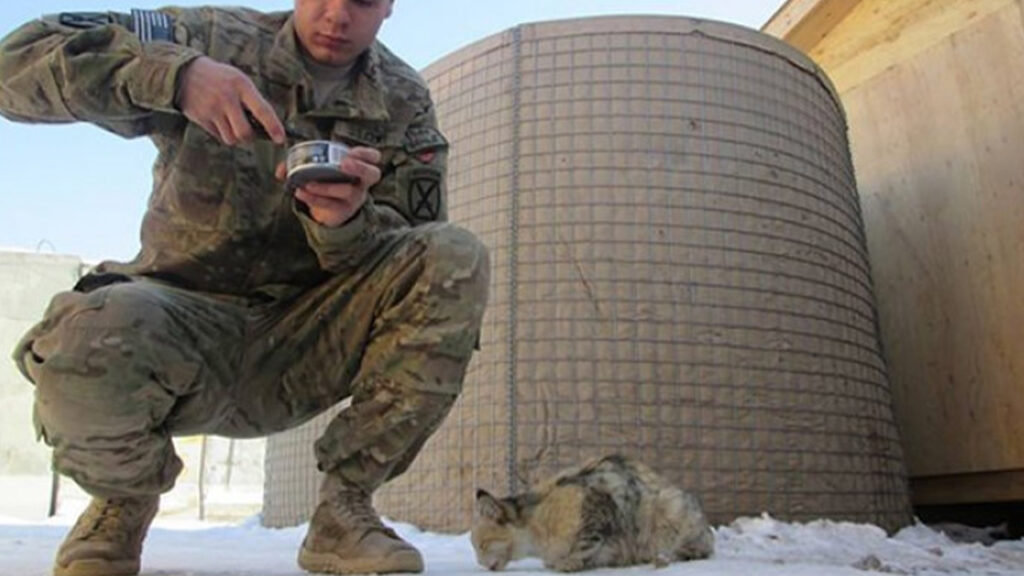 gatti e soldato 