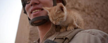 gatto e soldato