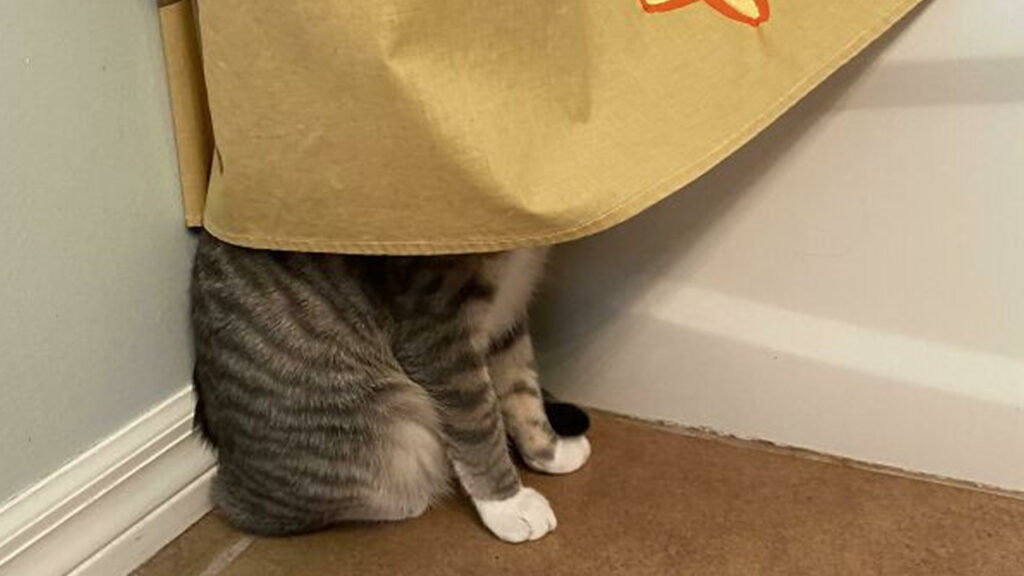 gatto nascosto 