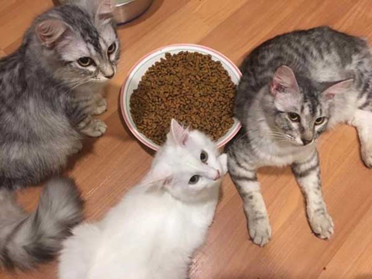 gatti aiutano cibo