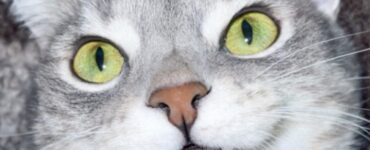 Una caratteristica dei gatti
