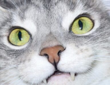 Una caratteristica dei gatti