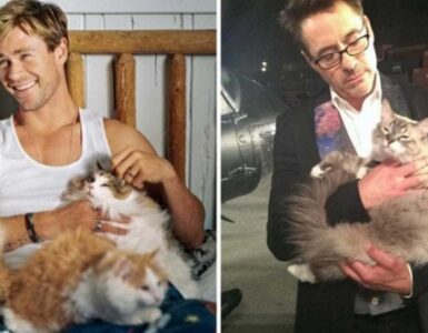 I vip e i gatti