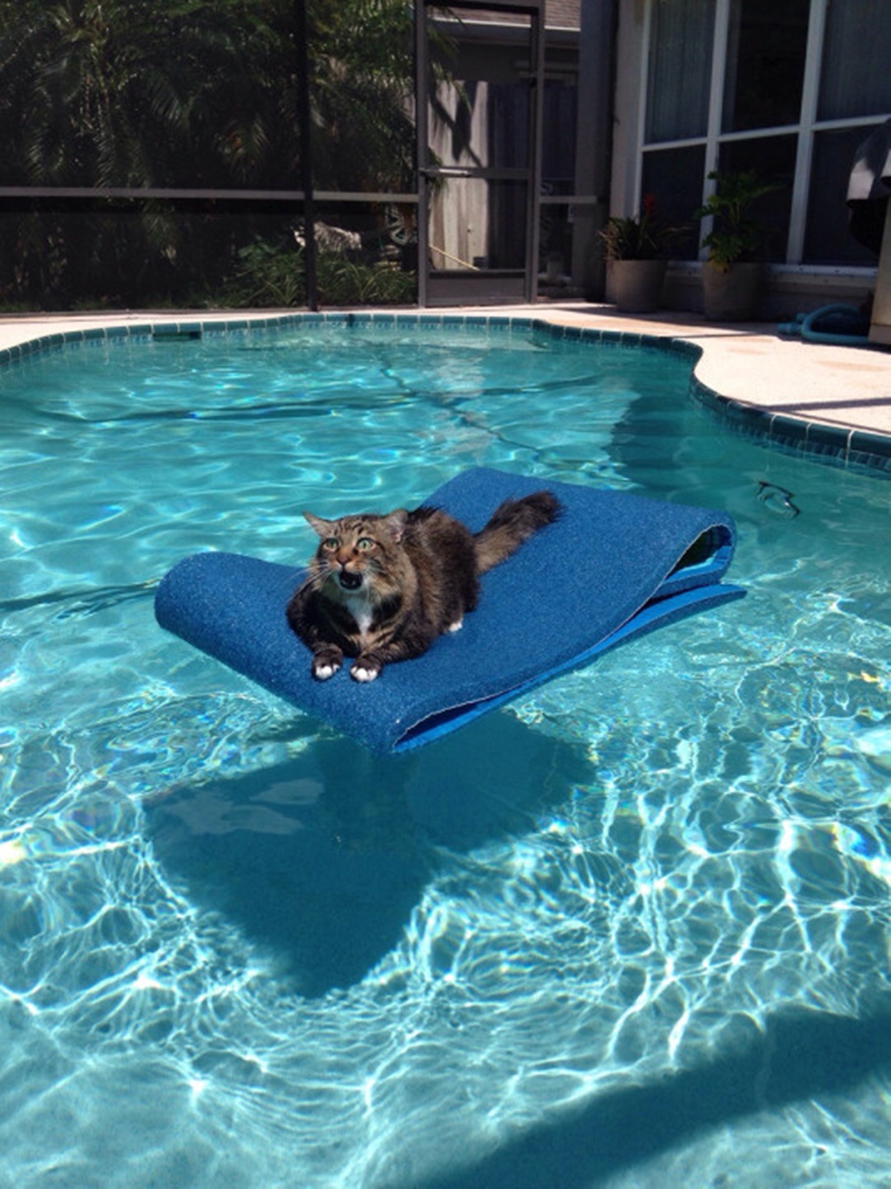 gatti esilaranti piscina