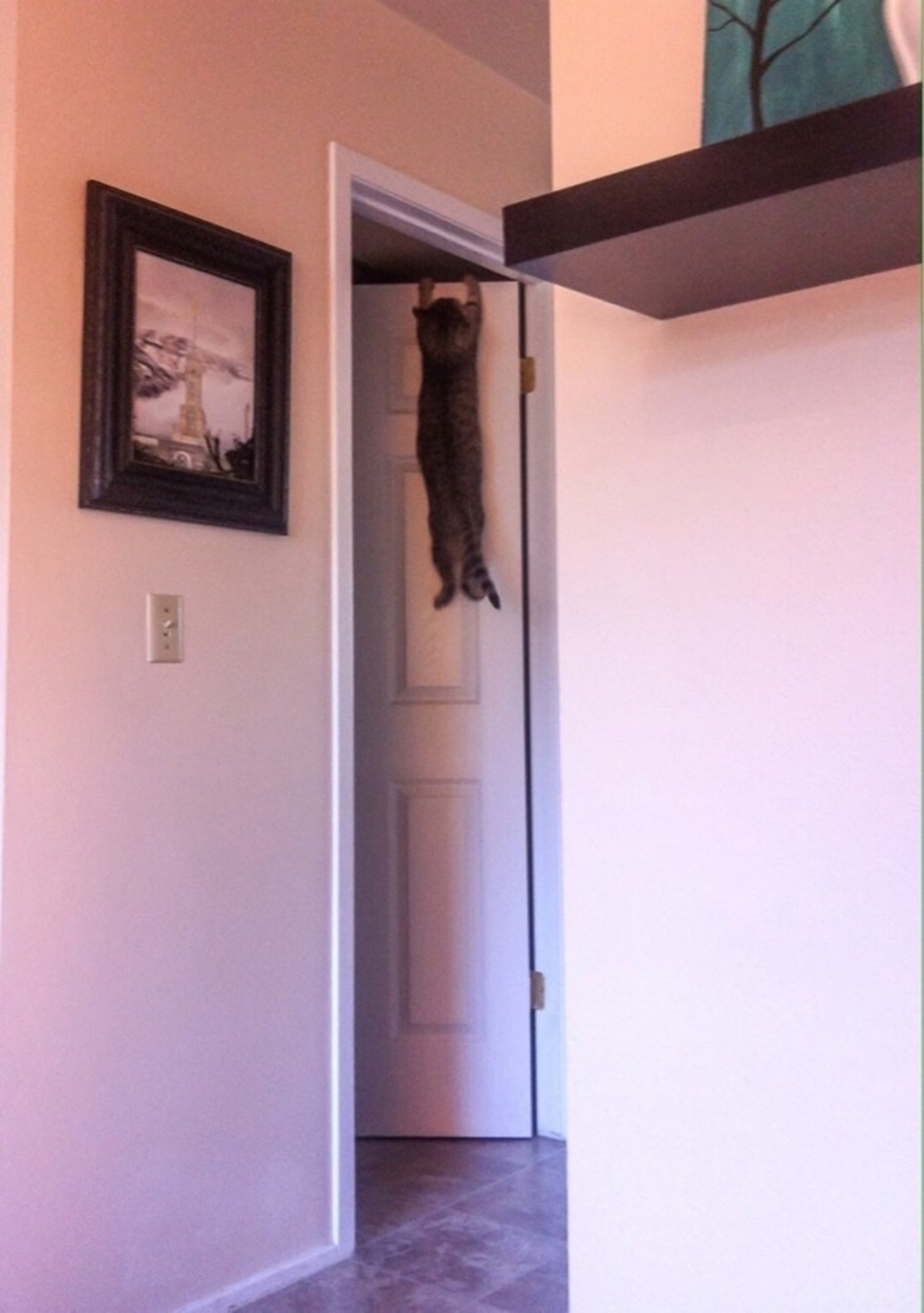 gatti esilaranti porta