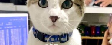 gatti ispettori targa