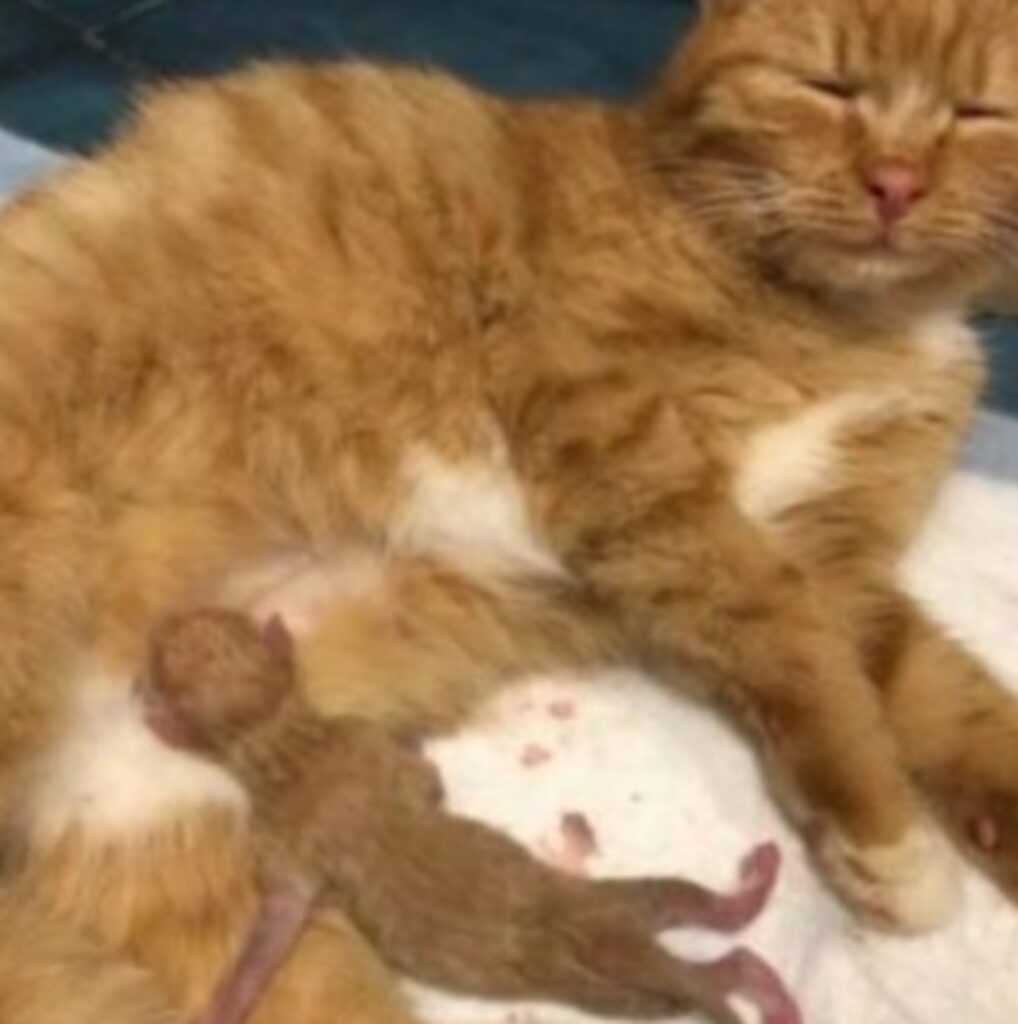gattina incinta viene salvata
