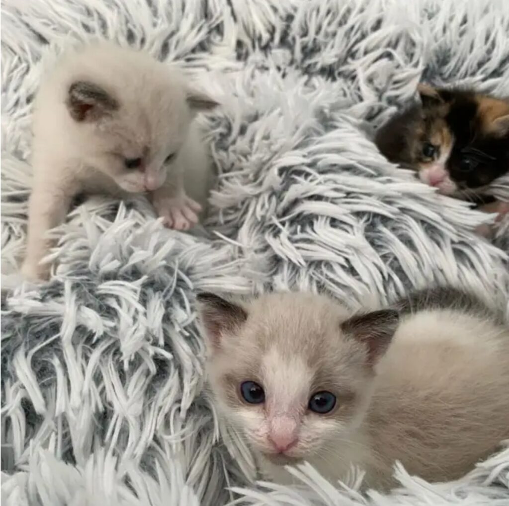 tre gattini fratelli