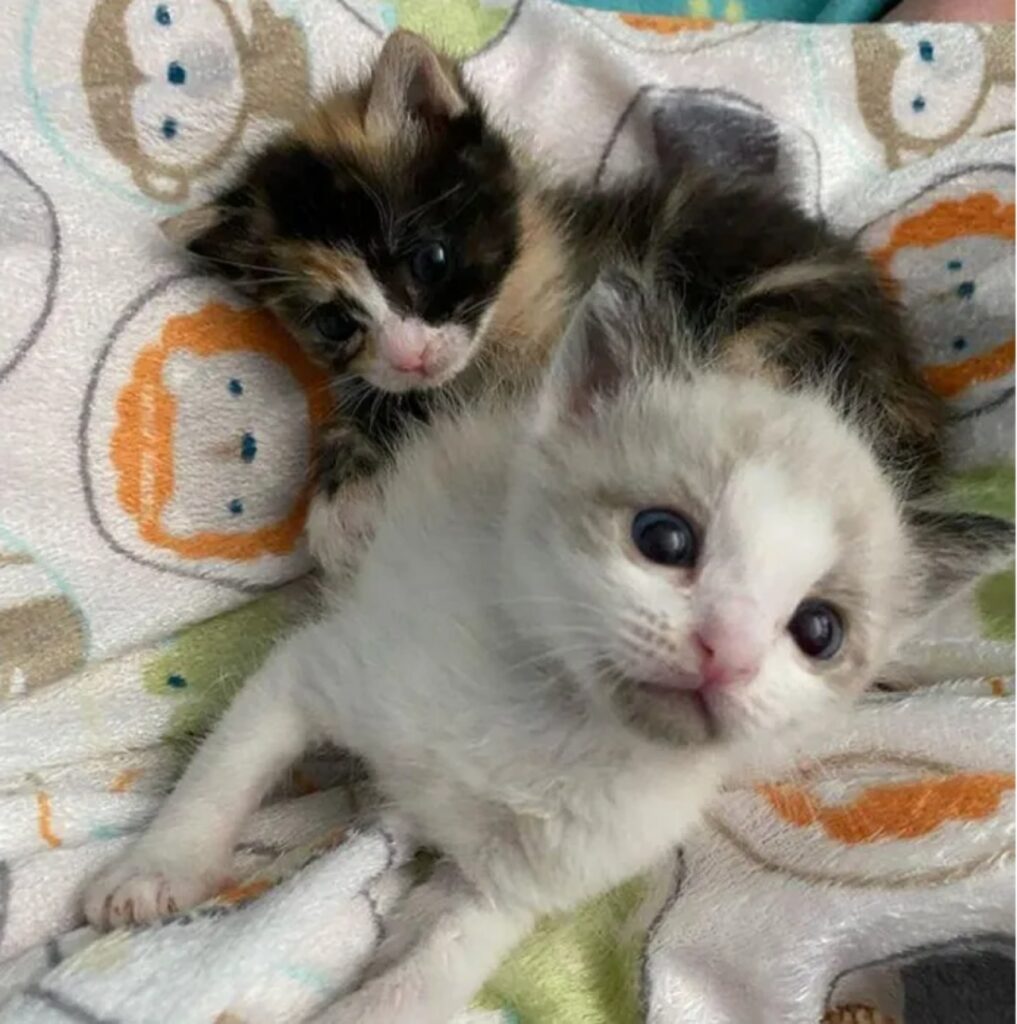 due gattini fratelli