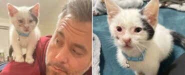gattino cieco padrone