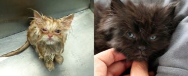 gattino imbronciato: le foto virali