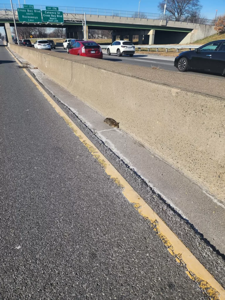 Gattino tremolante sul ciglio della strada