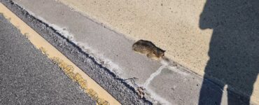Gattino tremolante sul ciglio della strada