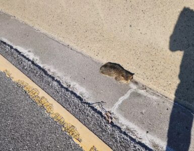 Gattino tremolante sul ciglio della strada