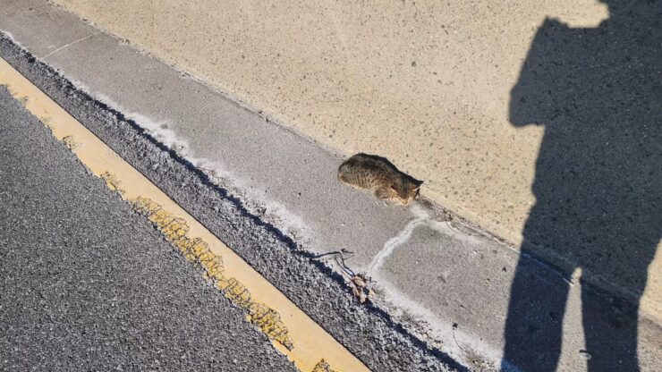 Gattino tremolante sul ciglio della strada