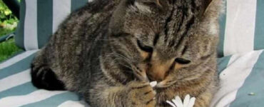 gatto margherita