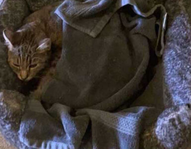 gatto