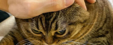 gatto